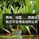 香蕉、鸡蛋……福建这4批次不合格食品检出农兽药残留问题(图3) 香蕉、鸡蛋……福建这4批次不合格食品检出农兽药残留问题(图3)