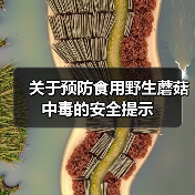 关于预防食用野生蘑菇中毒的安全提示（图2）