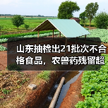 山东抽检出21批次不合格食品，农兽药残留超标问题超六成（图3）