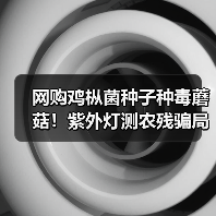 网购鸡枞菌种子种毒蘑菇!紫外灯测农残骗局曝光,外卖打包费惊人(图3) 网购鸡枞菌种子种毒蘑菇!紫外灯测农残骗局曝光,外卖打包费惊人(图3)