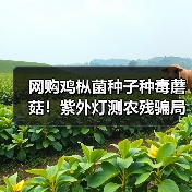 网购鸡枞菌种子种毒蘑菇!紫外灯测农残骗局曝光,外卖打包费惊人(图4) 网购鸡枞菌种子种毒蘑菇!紫外灯测农残骗局曝光,外卖打包费惊人(图4)