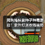 网购鸡枞菌种子种毒蘑菇!紫外灯测农残骗局曝光,外卖打包费惊人(图2) 网购鸡枞菌种子种毒蘑菇!紫外灯测农残骗局曝光,外卖打包费惊人(图2)