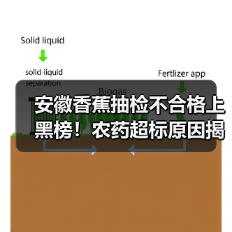 安徽香蕉抽检不合格上黑榜!农药超标原因揭秘(图1) 安徽香蕉抽检不合格上黑榜!农药超标原因揭秘(图1)