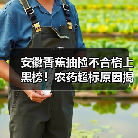 安徽香蕉抽检不合格上黑榜!农药超标原因揭秘(图4) 安徽香蕉抽检不合格上黑榜!农药超标原因揭秘(图4)