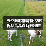 天然防腐剂竟有这些？揭秘食品保鲜新秘密（图2）