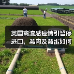 英国禽流感疫情引暂停进口，禽肉及禽蛋如何保障安全？（图2）