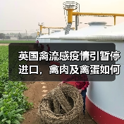 英国禽流感疫情引暂停进口，禽肉及禽蛋如何保障安全？（图4）