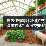 显齿蛇葡萄叶如何扩充食用方式？需提交安全审查资料（图1）