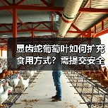 显齿蛇葡萄叶如何扩充食用方式？需提交安全审查资料（图4）