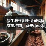 猪生肠检测出过量蜡样芽孢杆菌,食安中心紧急跟进(图2) 猪生肠检测出过量蜡样芽孢杆菌,食安中心紧急跟进(图2)