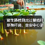 猪生肠检测出过量蜡样芽孢杆菌,食安中心紧急跟进(图1) 猪生肠检测出过量蜡样芽孢杆菌,食安中心紧急跟进(图1)