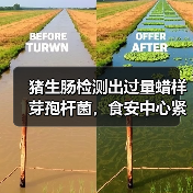 猪生肠检测出过量蜡样芽孢杆菌,食安中心紧急跟进(图4) 猪生肠检测出过量蜡样芽孢杆菌,食安中心紧急跟进(图4)