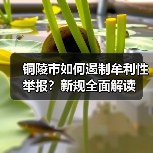 铜陵市如何遏制牟利性举报?新规全面解读(图1) 铜陵市如何遏制牟利性举报?新规全面解读(图1)