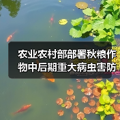 农业农村部部署秋粮作物中后期重大病虫害防控工作(图2) 农业农村部部署秋粮作物中后期重大病虫害防控工作(图2)