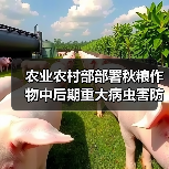 农业农村部部署秋粮作物中后期重大病虫害防控工作(图1) 农业农村部部署秋粮作物中后期重大病虫害防控工作(图1)
