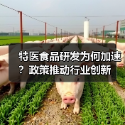 特医食品研发为何加速?政策推动行业创新(图3) 特医食品研发为何加速?政策推动行业创新(图3)