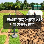 显齿蛇葡萄叶能怎么吃?官方答复来了(图2) 显齿蛇葡萄叶能怎么吃?官方答复来了(图2)