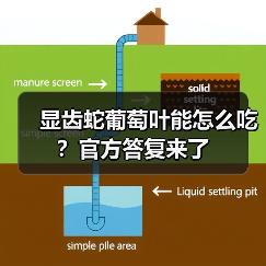 显齿蛇葡萄叶能怎么吃?官方答复来了(图4) 显齿蛇葡萄叶能怎么吃?官方答复来了(图4)